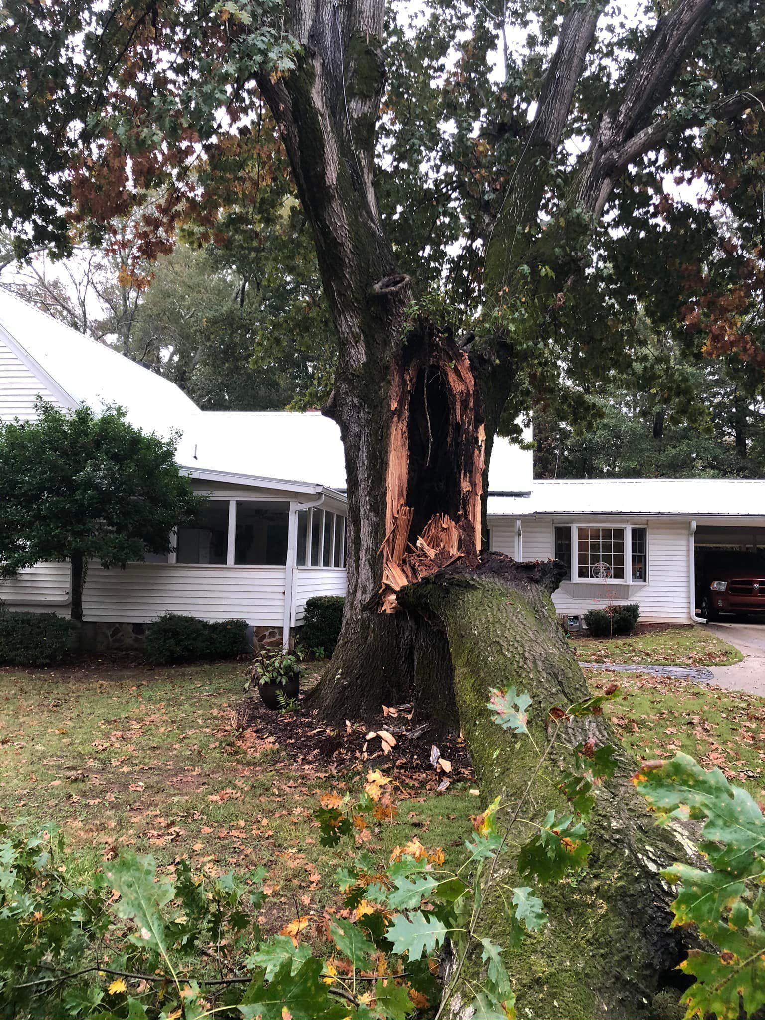 Danilo s tree service co hero infected dead trees 1920w