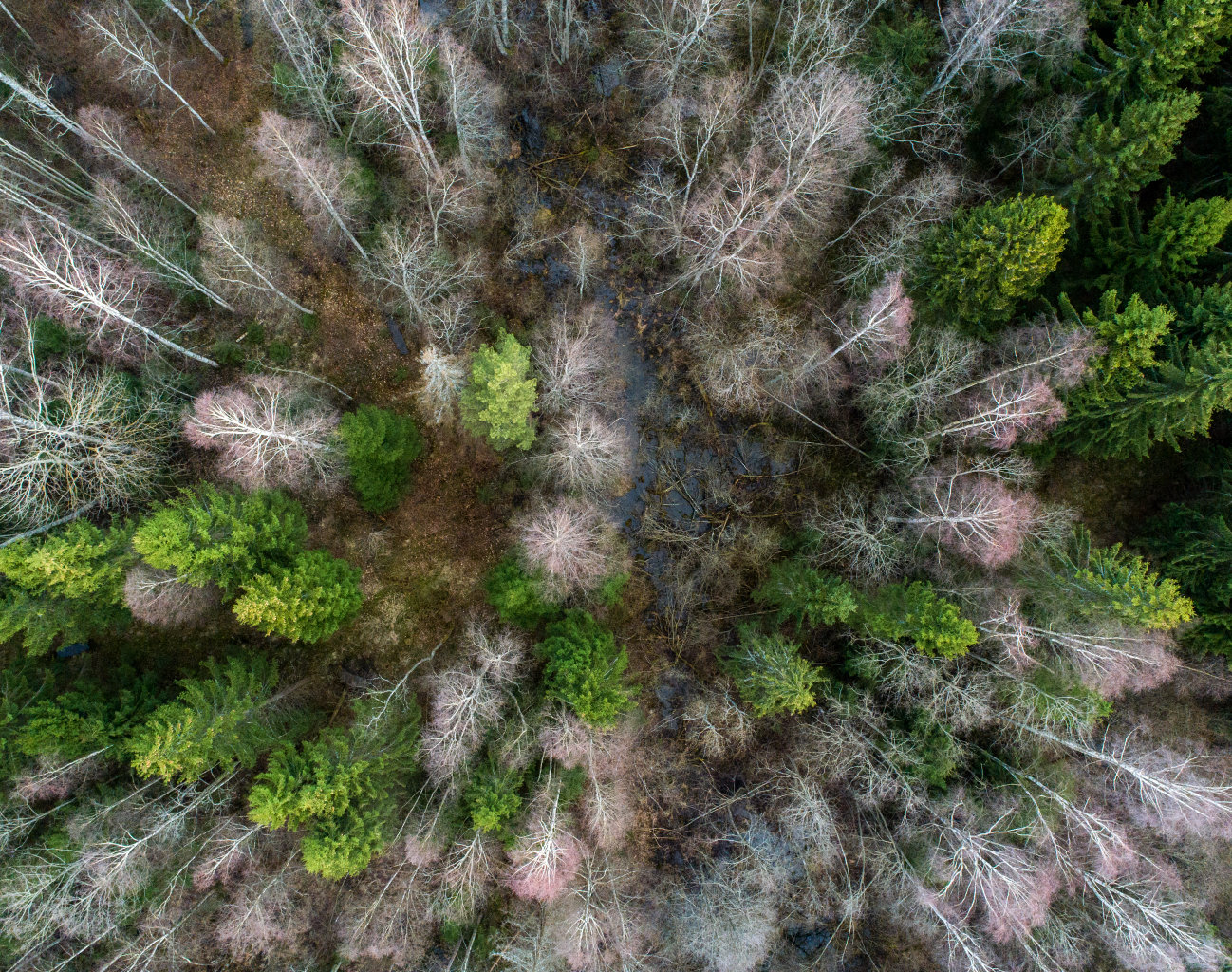 Castor Tree Service & Landscaping LLC tree service work