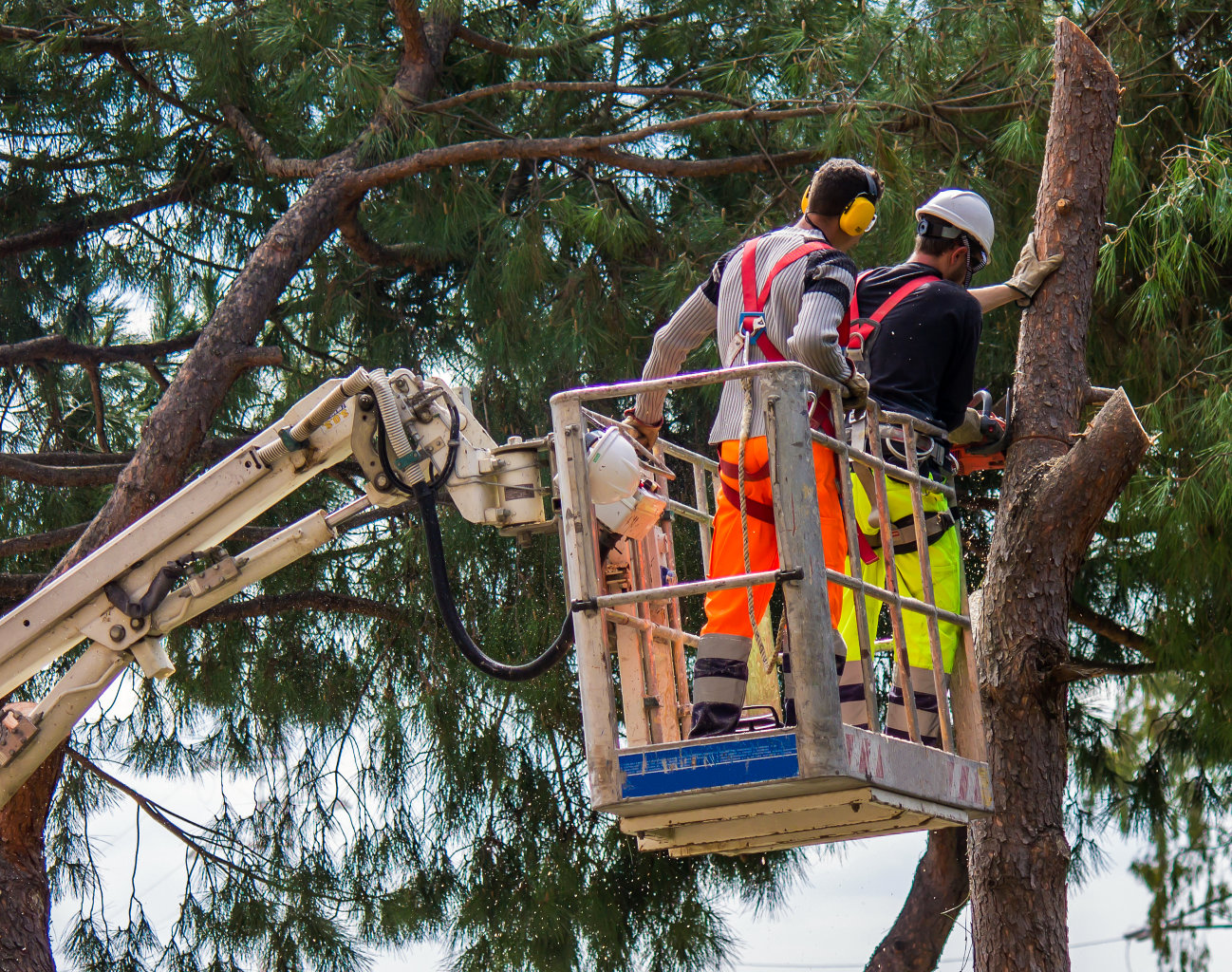 Castor Tree Service & Landscaping LLC tree service work