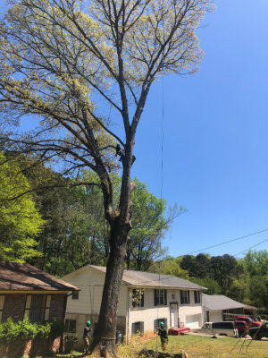 Tree removal img6