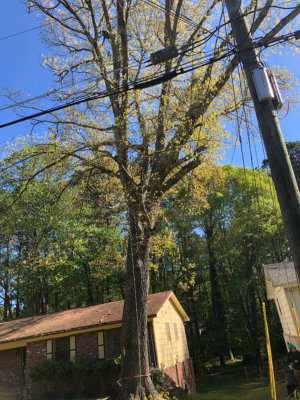 Photo of Castor Tree Service & Landscaping LLC
