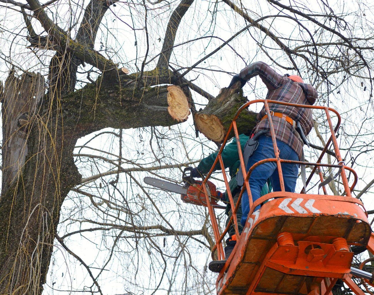 Castor Tree Service & Landscaping LLC tree service work