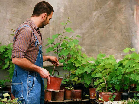 J Murillo Landscaping tree service work