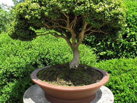 J Murillo Landscaping tree service work