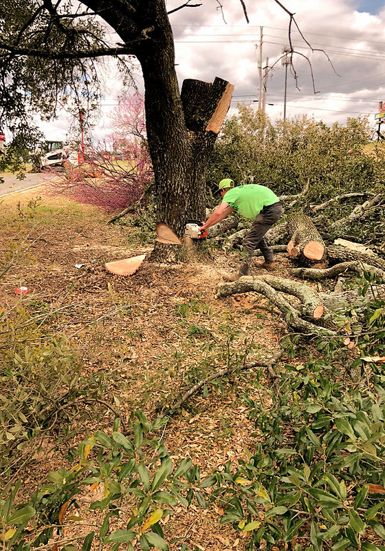 Photo of Tony’s Landscape & Tree Service