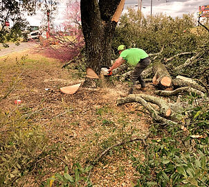 Tony’s Landscape & Tree Service tree service work