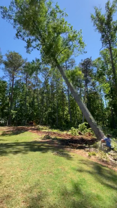 Pro Green Tree Service tree service work