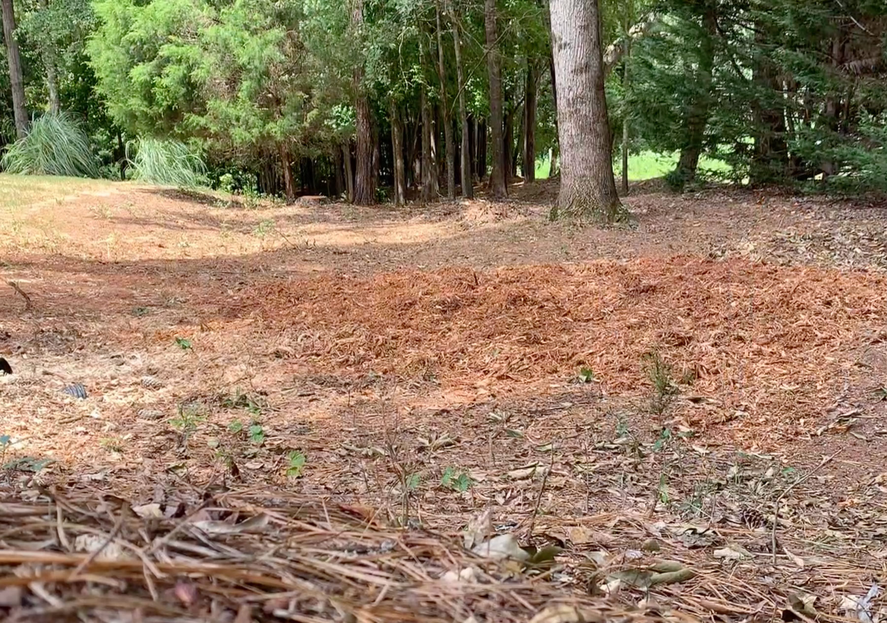 Piedmont tree service work