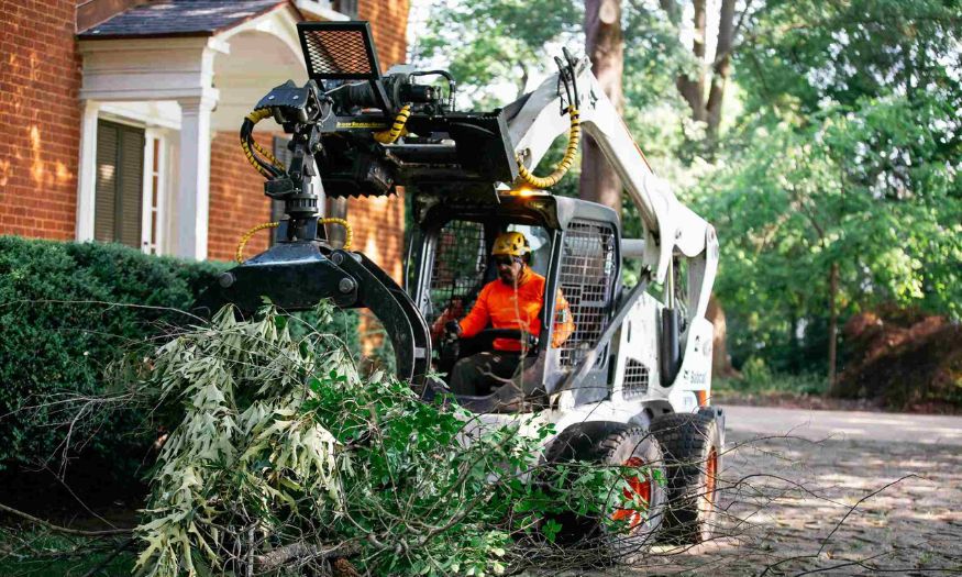 Tree removal