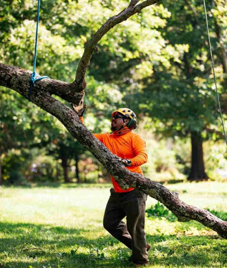 Hire our tree service expert