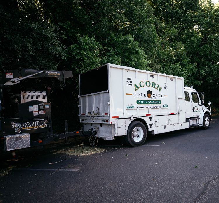The cumming ga tree removal