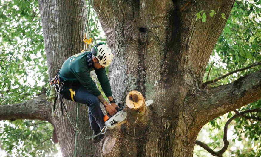 Photo of Acorn Tree Care