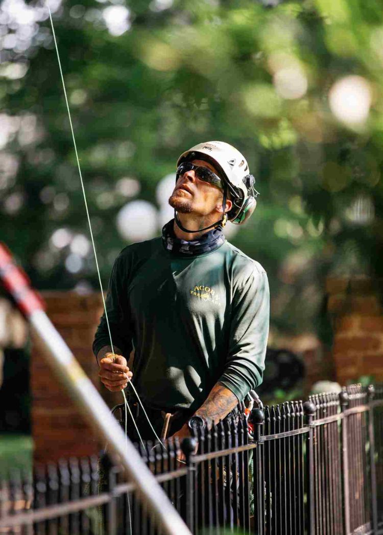 Tree service cumming ga quality tree care