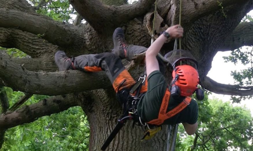 Tree removal