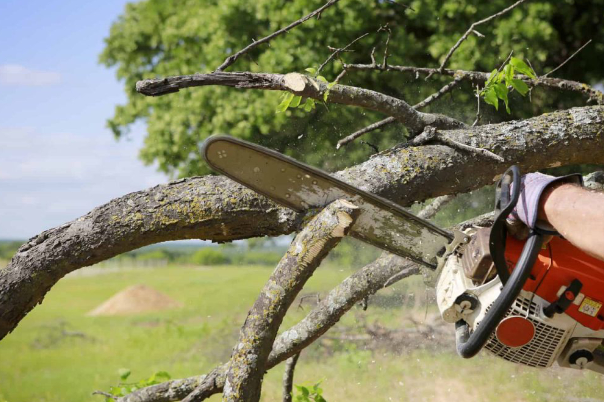 Tree Removal