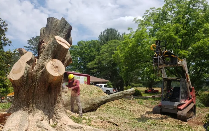Mora's Tree Services tree service work