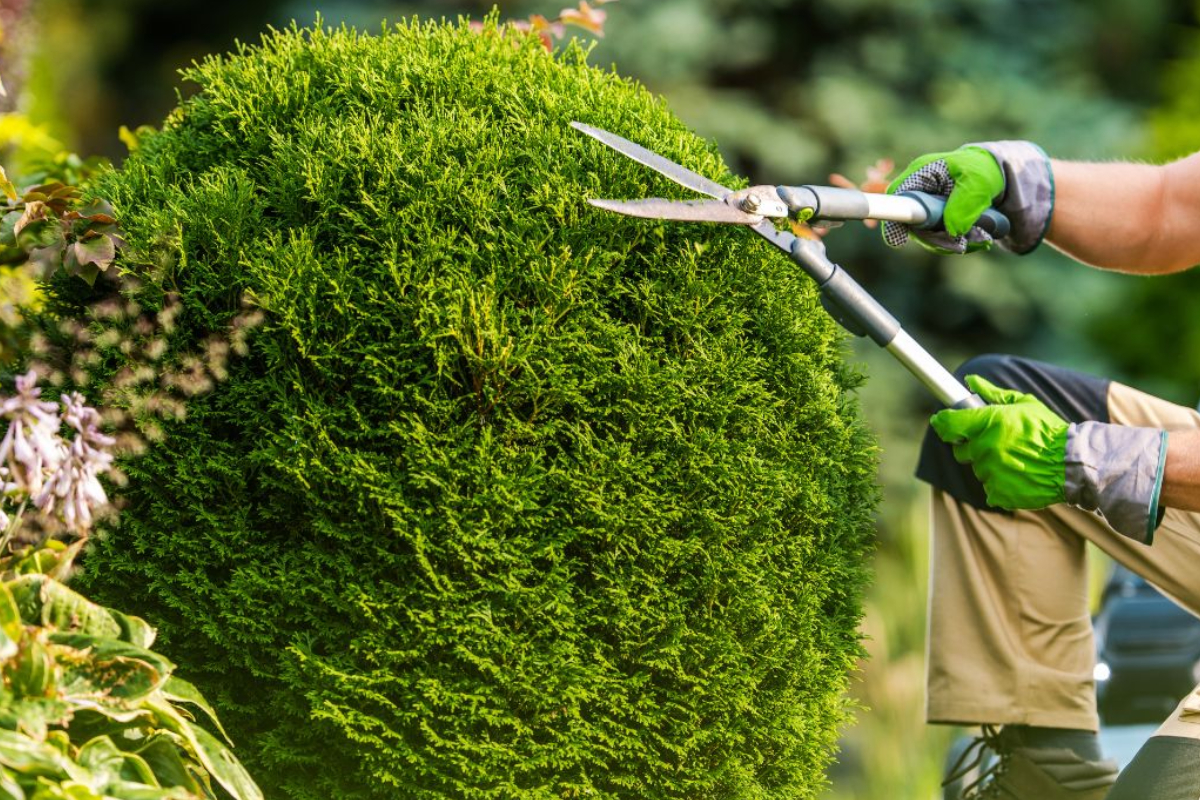 Photo of Mora's Tree Services