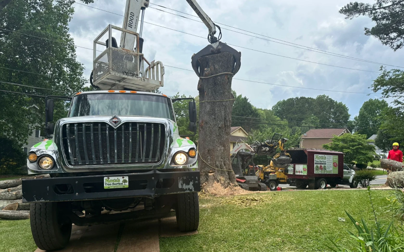 Mora's Tree Services tree service work