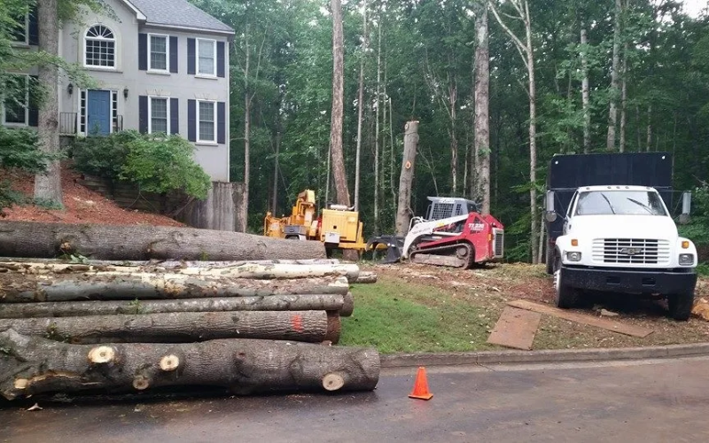 Mora's Tree Services tree service work