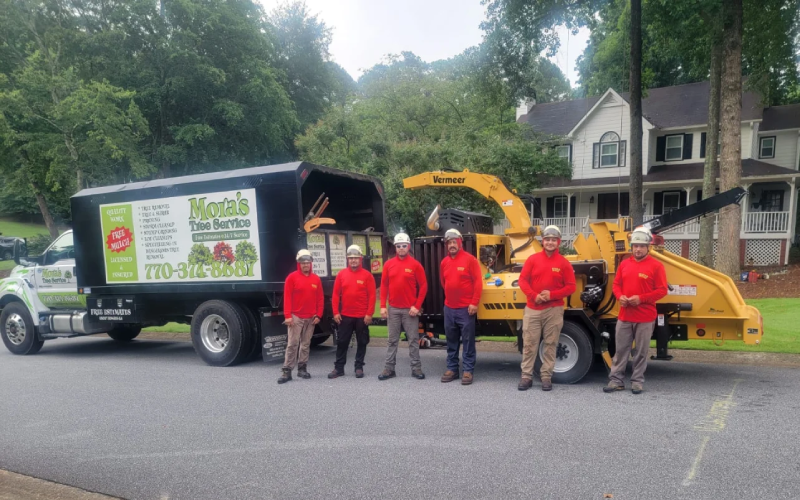 Mora's Tree Services tree service work