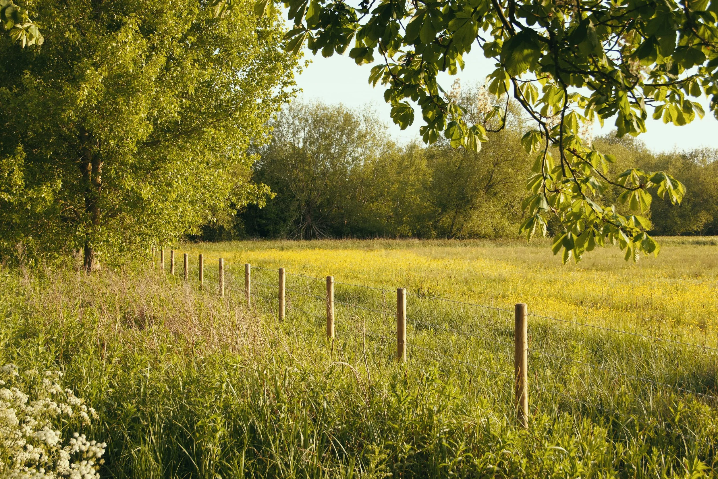 Photo of Wild Meadow Landscaping