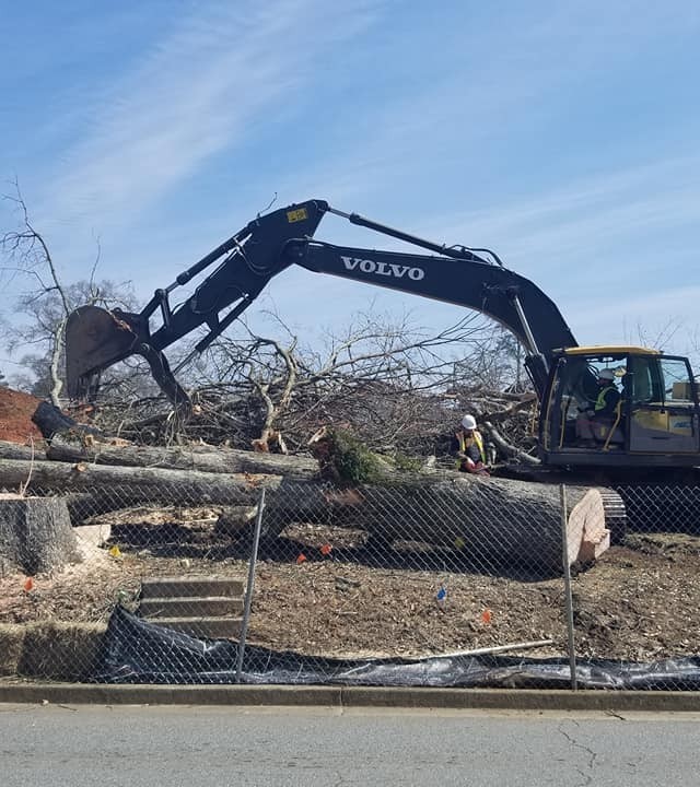 Tree removal2