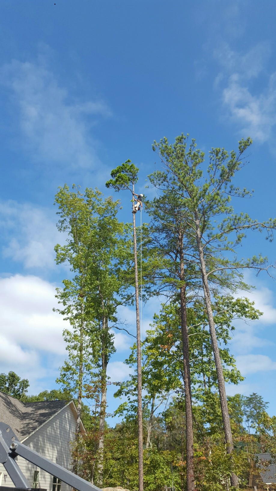 McAbee Tree Care tree service work