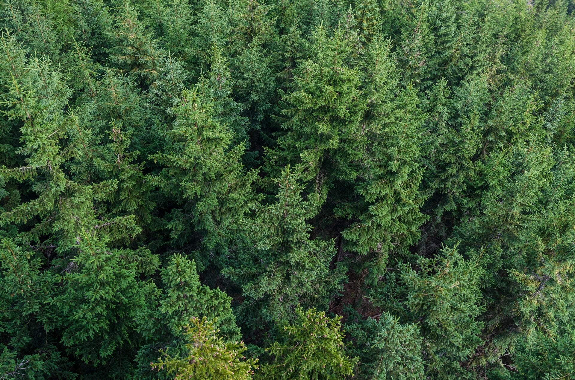 Keith’s Tree Service & Land management tree service work