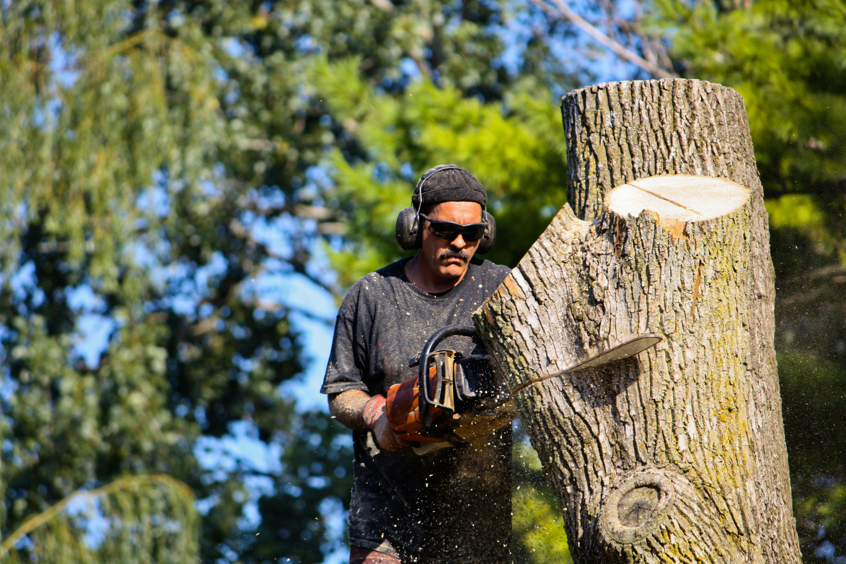 Photo of Griffin Tree Service