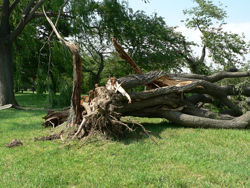 Tree down