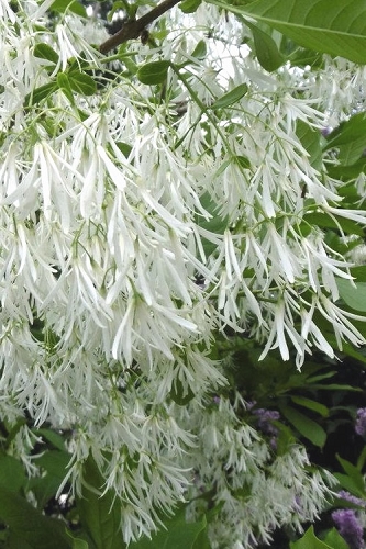 Grancy tree flowers 500x750