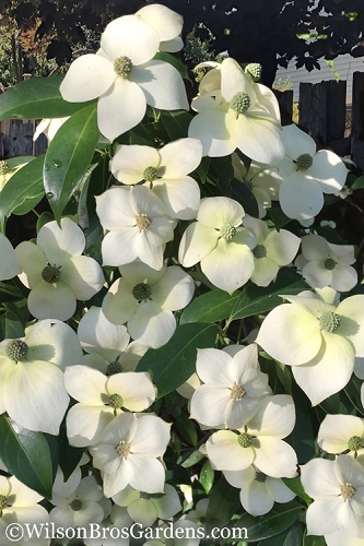 Dogwood empress of china