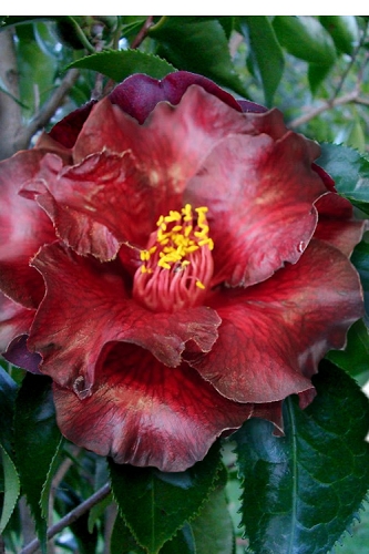 Camellia black magic