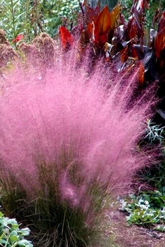 Muhly Grass Pink