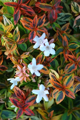 Abelia