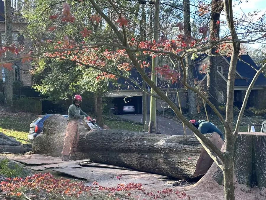 Tree service cost