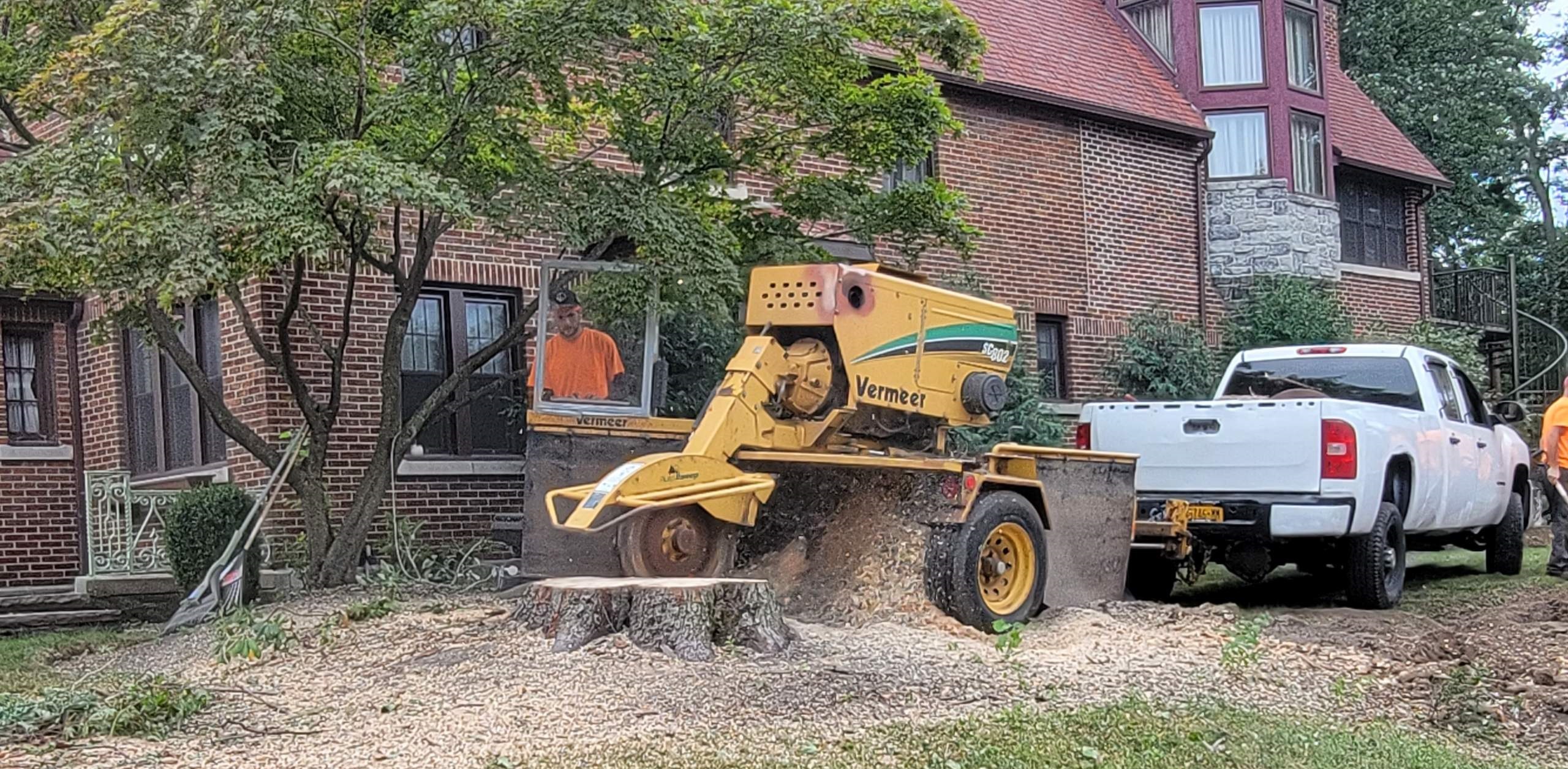 Photo of Tree Crews