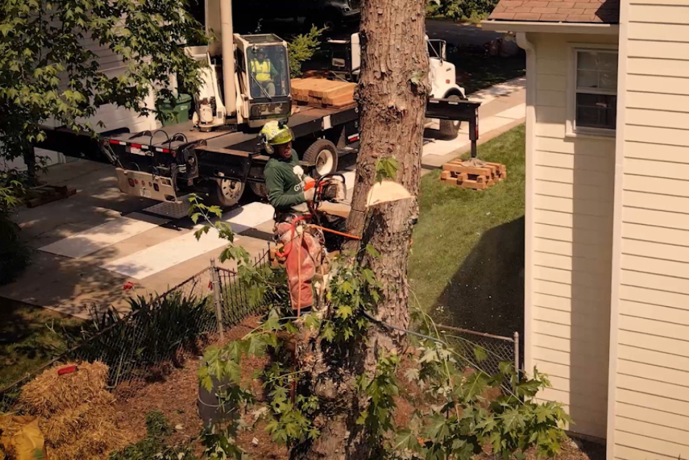 Local Tree Removal Service In Atlanta Georgia