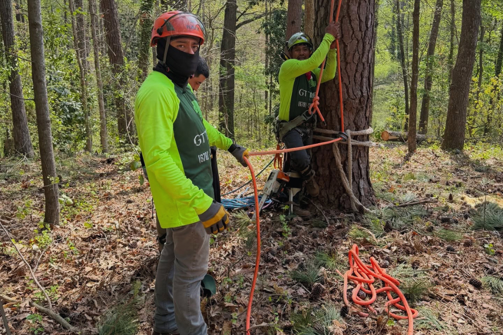 Benefits Of Working With GT Tree Experts