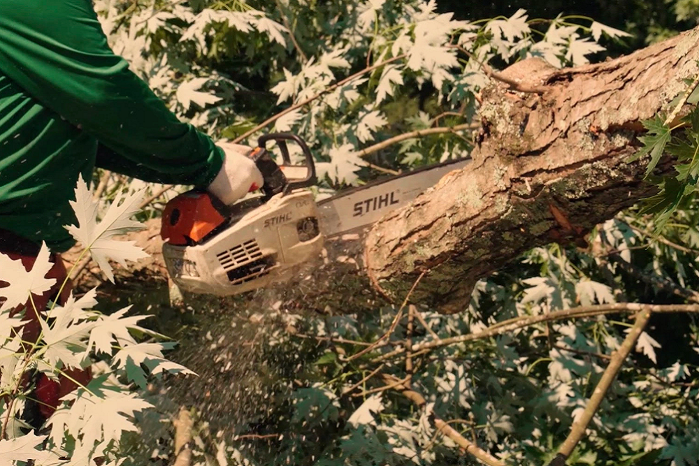 Tree Removal Service In Atlanta Georgia