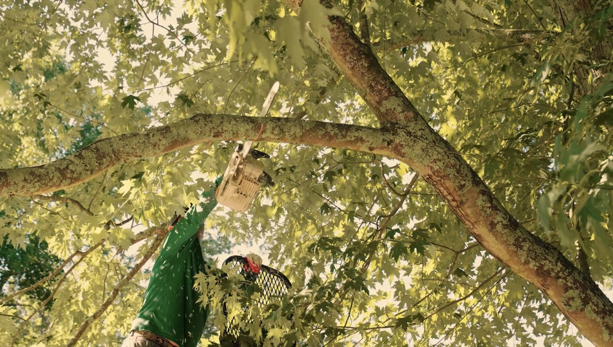 Tree Trimming Service In Atlanta Georgia
