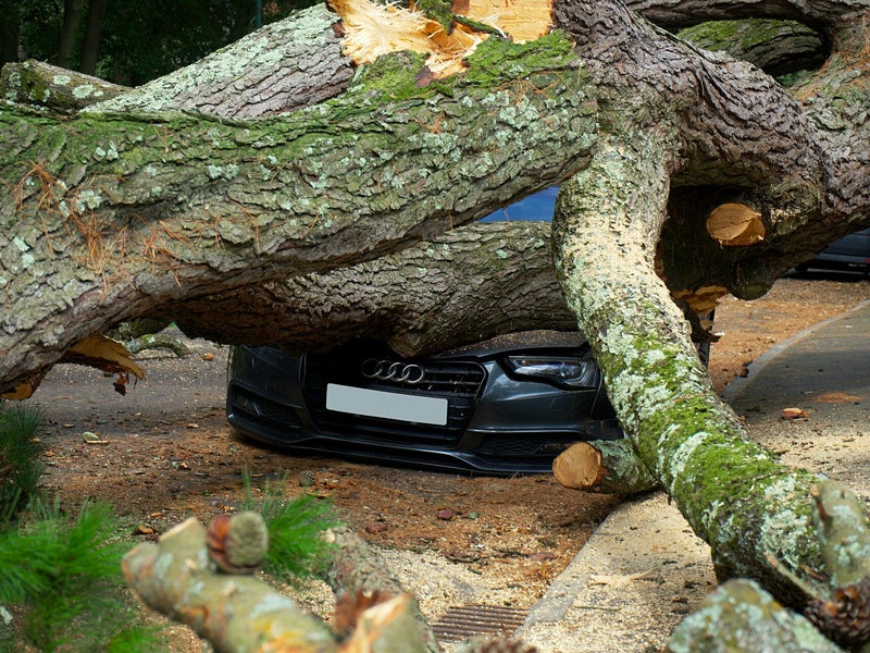 Snipes Tree Service tree service work