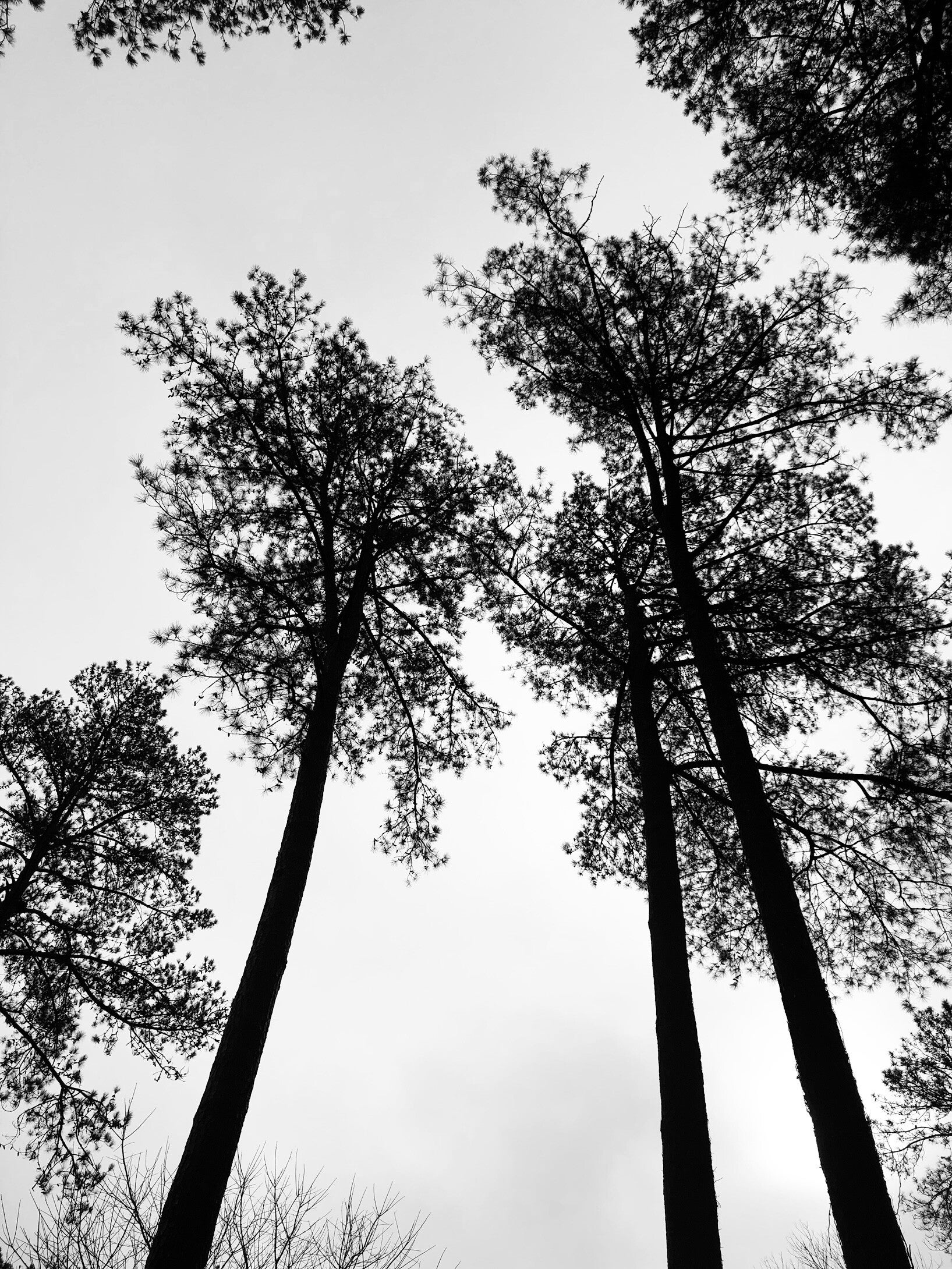 Photo of Snipes Tree Service
