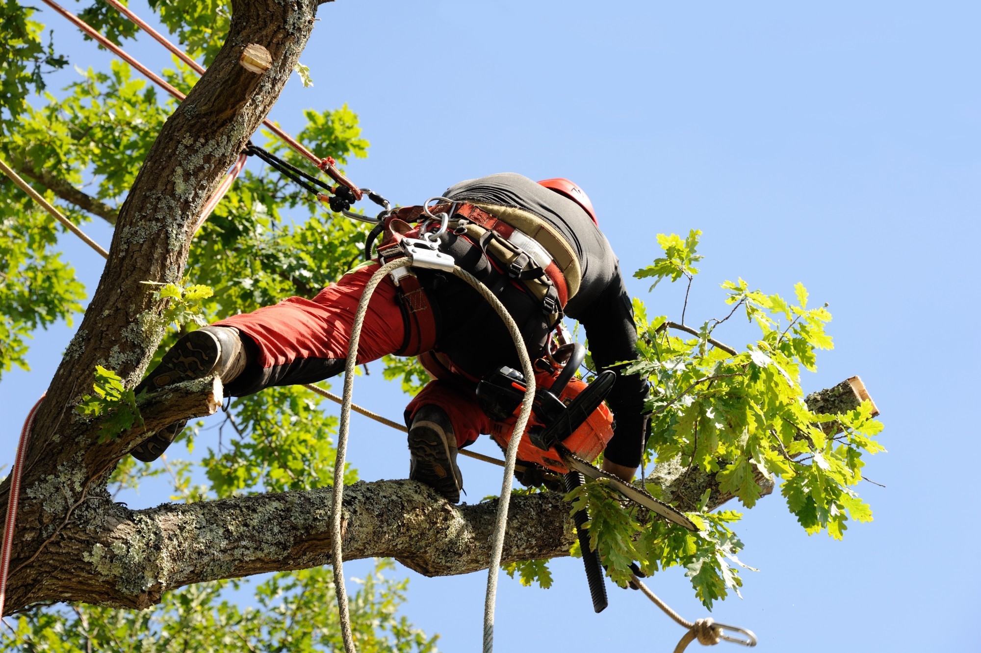 Riverside Tree Service tree service work