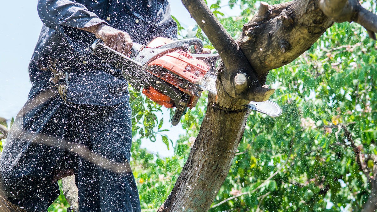 Riverside Tree Service tree service work