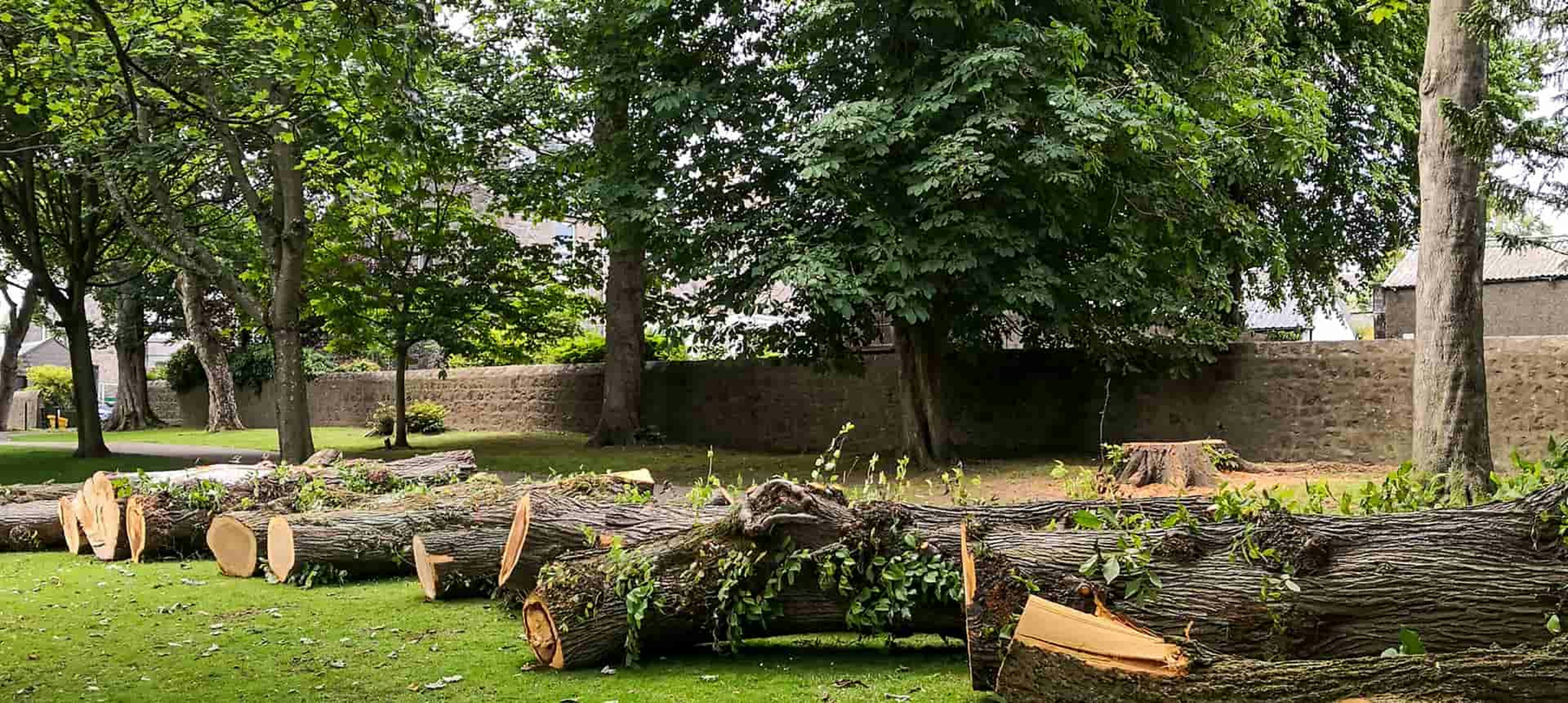 Riverside Tree Service tree service work