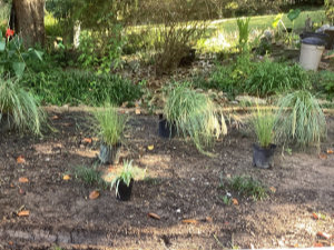 Plant home