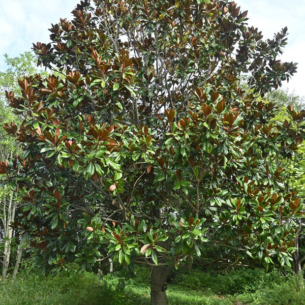 Milams Tree