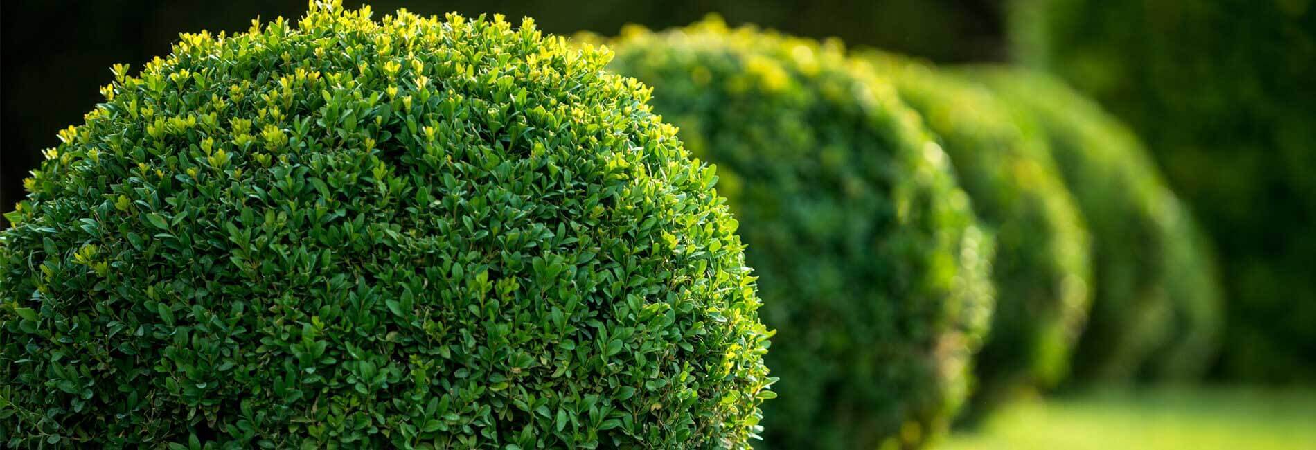 Bushes