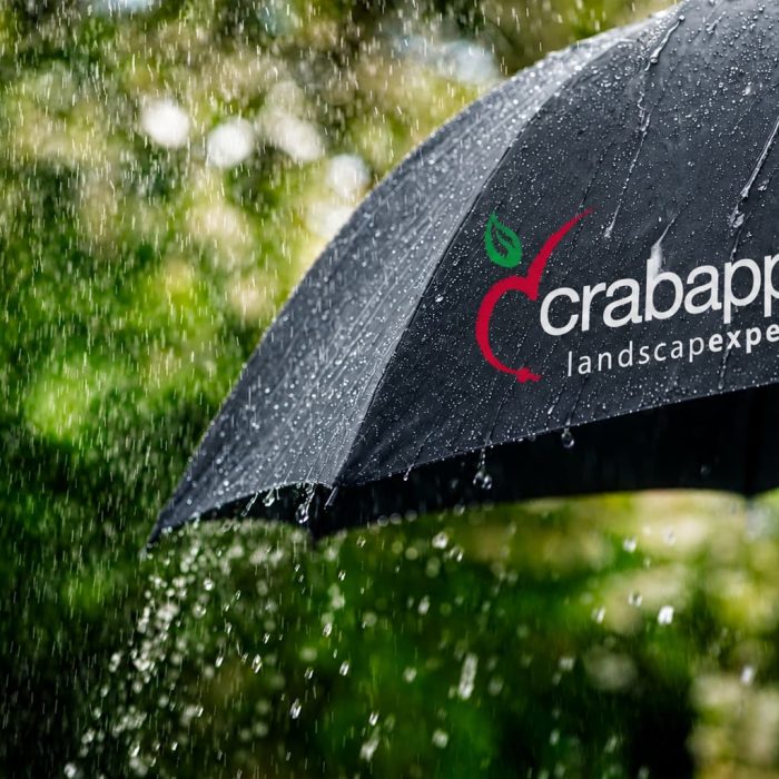 Umbrella in Rain